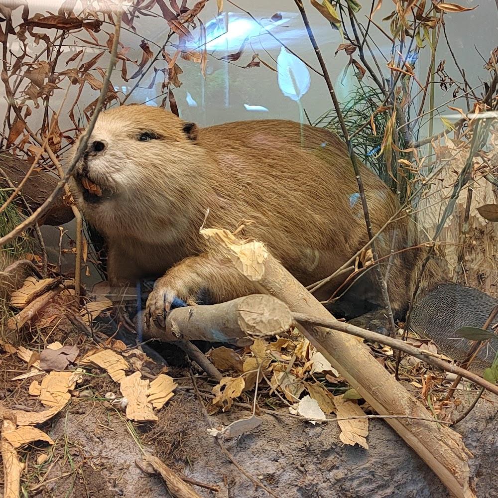 A taxidermied beaver gnawing on a branch.